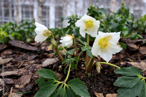 Helleborus niger photo