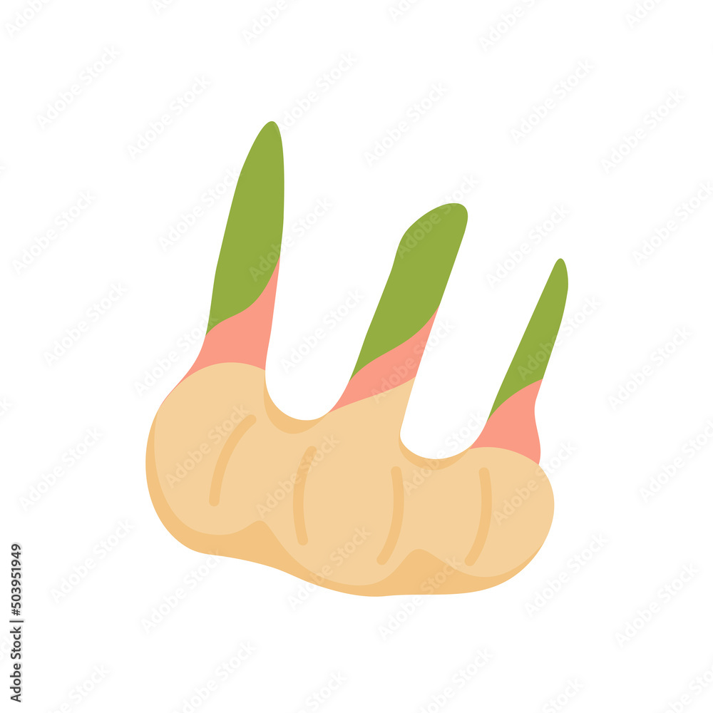 Galangal. Herbs to nourish the body for cooking. Galangal. Herbs to nourish the body for cooking.