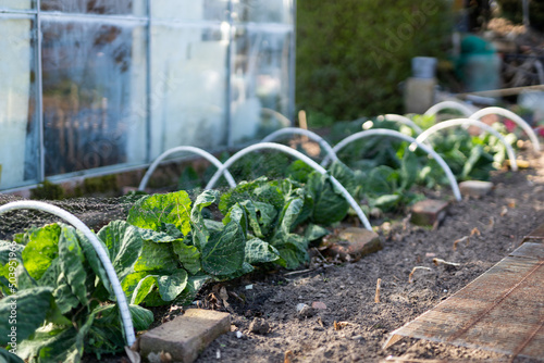Rows of young cabbages being grown in a home garden. They are covered by netting to protect from pests like slugs and birds