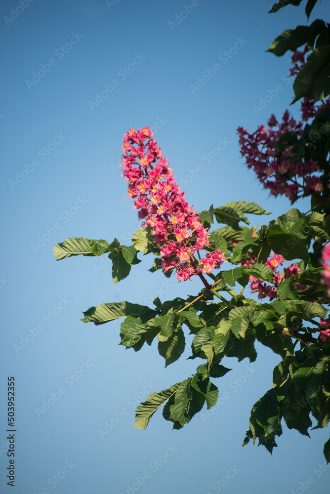 Fototapeta premium Closeup of pink flowers on chestnut tree branch in a public garden on blue sky background