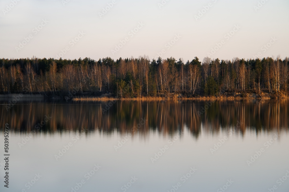 Row forest trees reflecting on water