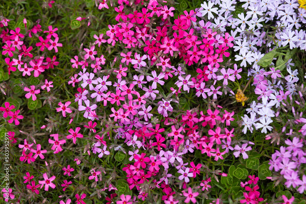 Phlox. Sinyukhov's family. Herbaceous plant, beautiful flowering, purple and pink, decoration. Grows in the garden, vegetable garden, yard