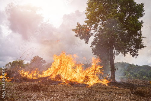 A tree devoured by flames, Climate change. Enviromental. © wuanxiang