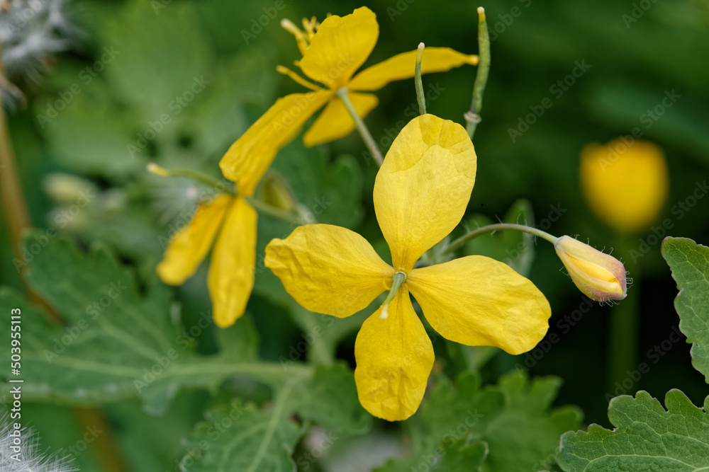 Fleur jaune d'herbe aux verrues. Fleur jaune d'herbe aux verrues.