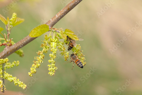 Honey bee collects pollen from a flowering mulberry tree in spring