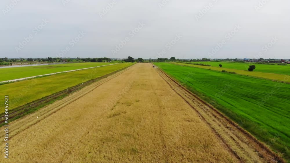 Aerial view of farmer harvesting rice in the field Aerial view of farmer harvesting rice in the field