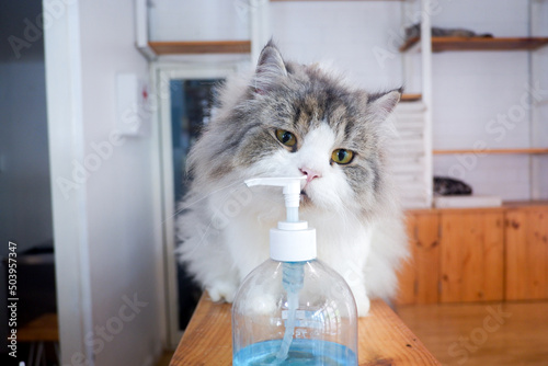 Cropped shot view of the lovely cat look at the alcohol sanitizer on the floor.