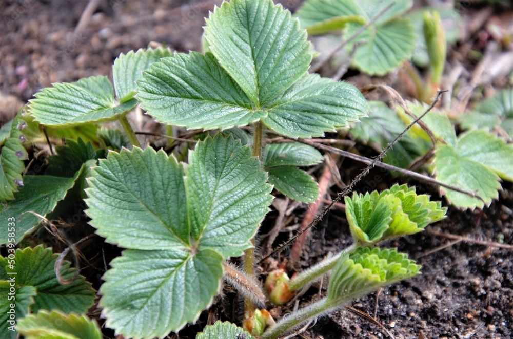 strawberries are planted in the spring in the bed. Strawberry leaves without berries strawberries are planted in the spring in the bed. Strawberry leaves without berries
