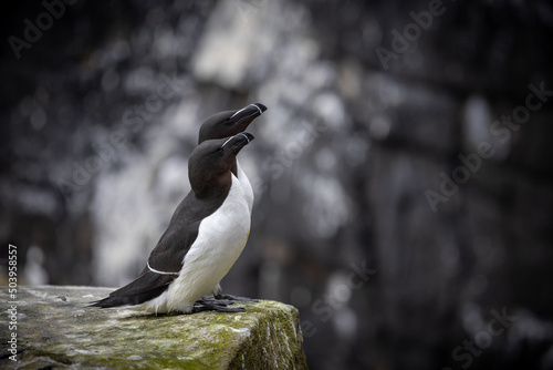 Obraz na plátně Razorbills on cliff, Isle of May, Scotland