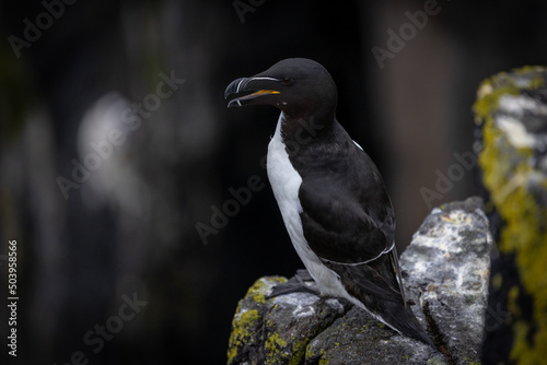 Razorbill on cliff, Isle of May, Scotland photo