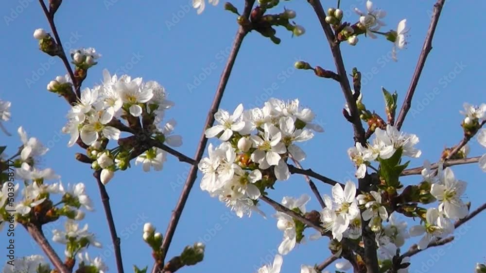 Flowering tree branches sway against the blue sky. Bees come, sit on flowers, then fly away. Blooming cherry. Close-up. Flowering tree branches sway against the blue sky. Bees come, sit on flowers, then fly away. Blooming cherry. Close-up.