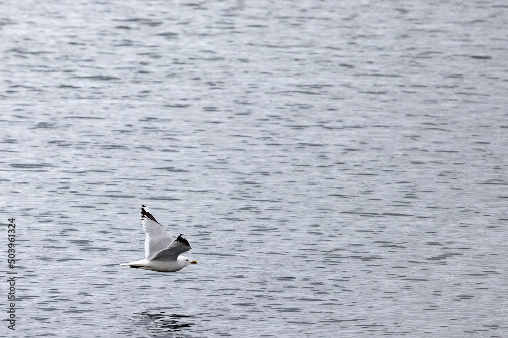 Black-legged Kittiwake - Seagull in flight,Northern Norway,scandinavia,Europe