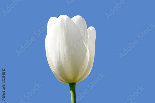Bright white blooming tulip