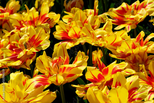 Bright yellow-red blooming tulips
