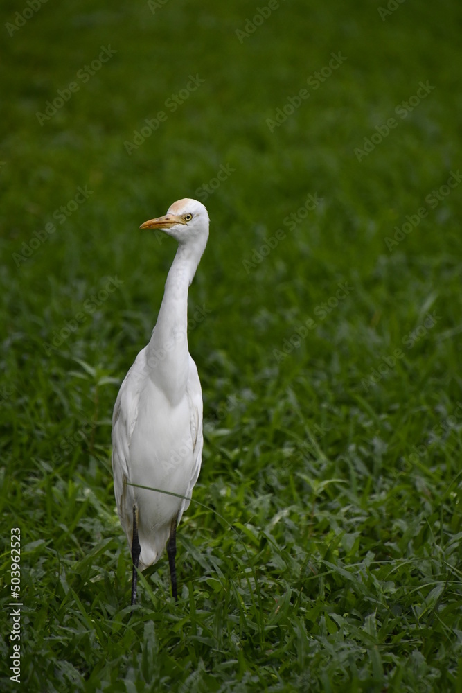 white heron on green grass