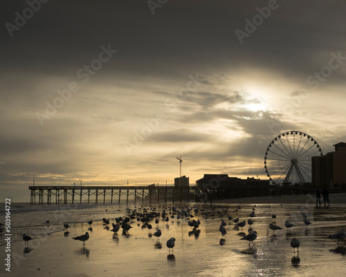 Silhouette of seagulls, Skywheel and pier at sunset, Myrtle Beach, South Carolina, USA photo