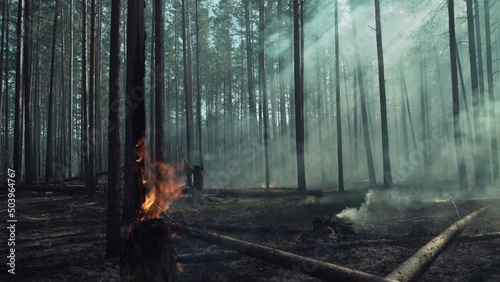 Burning boreal, pine forest in Europe.