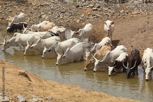 Watering herds of cows in Kenenifié near KITA in the Kayes region of Mali © Mahamadou