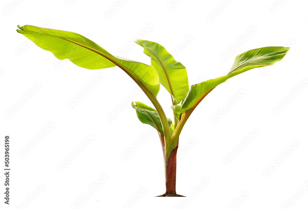 Green little banana tree isolate on a white background with clipping path.