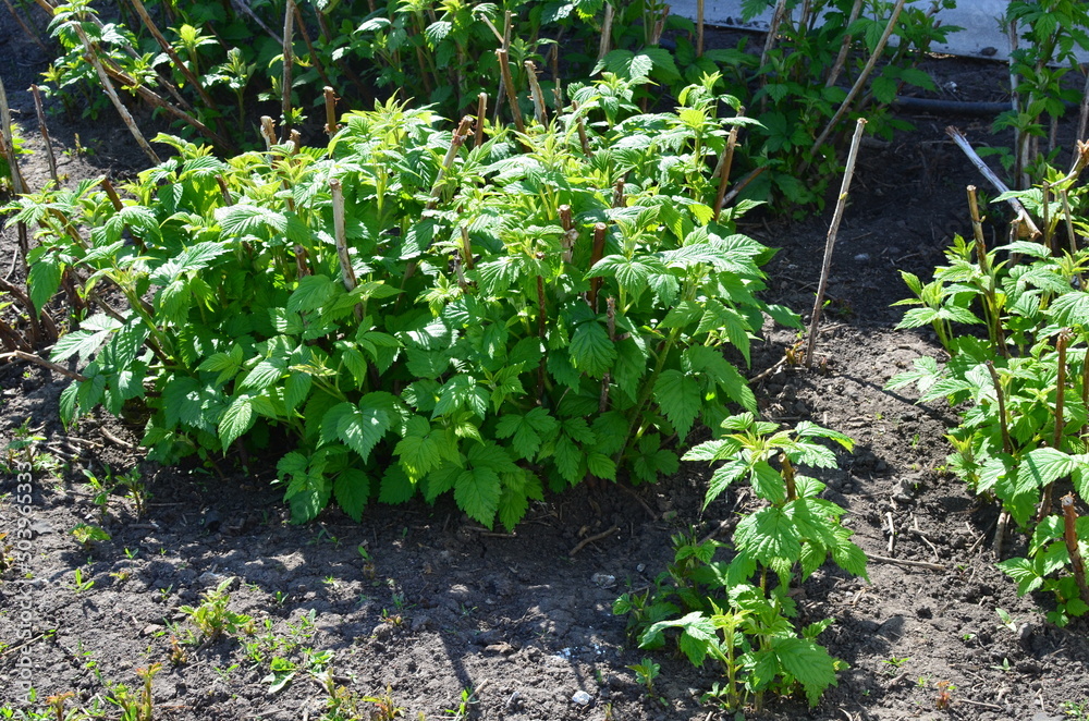 raspberry bushes in the spring garden.the stems are cut to redistribute the juices in the branches, allowing the formation of large fruits.
