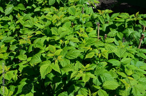 raspberry bushes in the spring garden.the stems are cut to redistribute the juices in the branches, allowing the formation of large fruits. photo