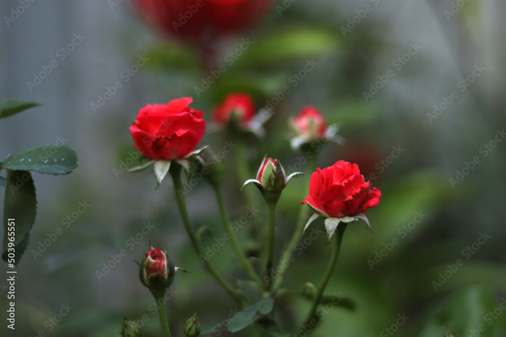 red poppy flowers