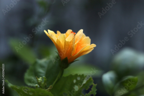 orange flower in the garden