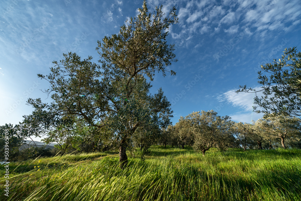 Amazing olive trees garden during spring time in Turkey at sunny bright afternoon, blue sky, light clouds, fresh green grass moved by the wind Amazing olive trees garden during spring time in Turkey at sunny bright afternoon, blue sky, light clouds, fresh green grass moved by the wind
