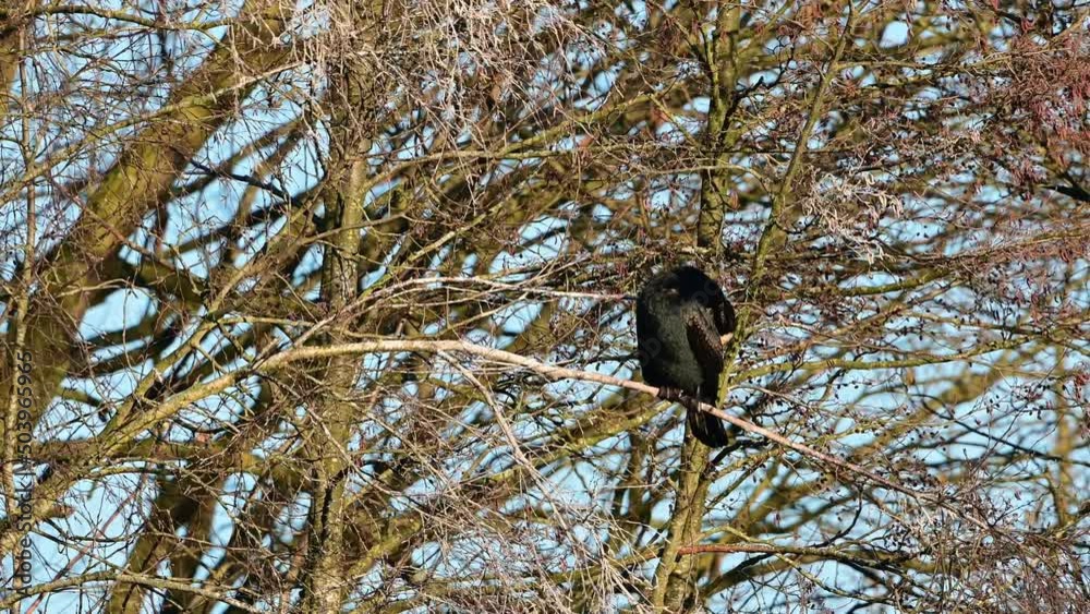 Cormorant sitting in tree cleaning his feathers, lower saxony, spring, (phalacrocorax carbo), germany Cormorant sitting in tree cleaning his feathers, lower saxony, spring, (phalacrocorax carbo), germany