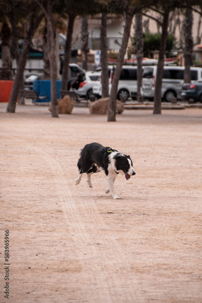 border collie playing