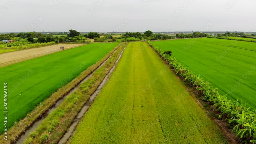 Aerial view of farmer harvesting rice in the field Aerial view of farmer harvesting rice in the field