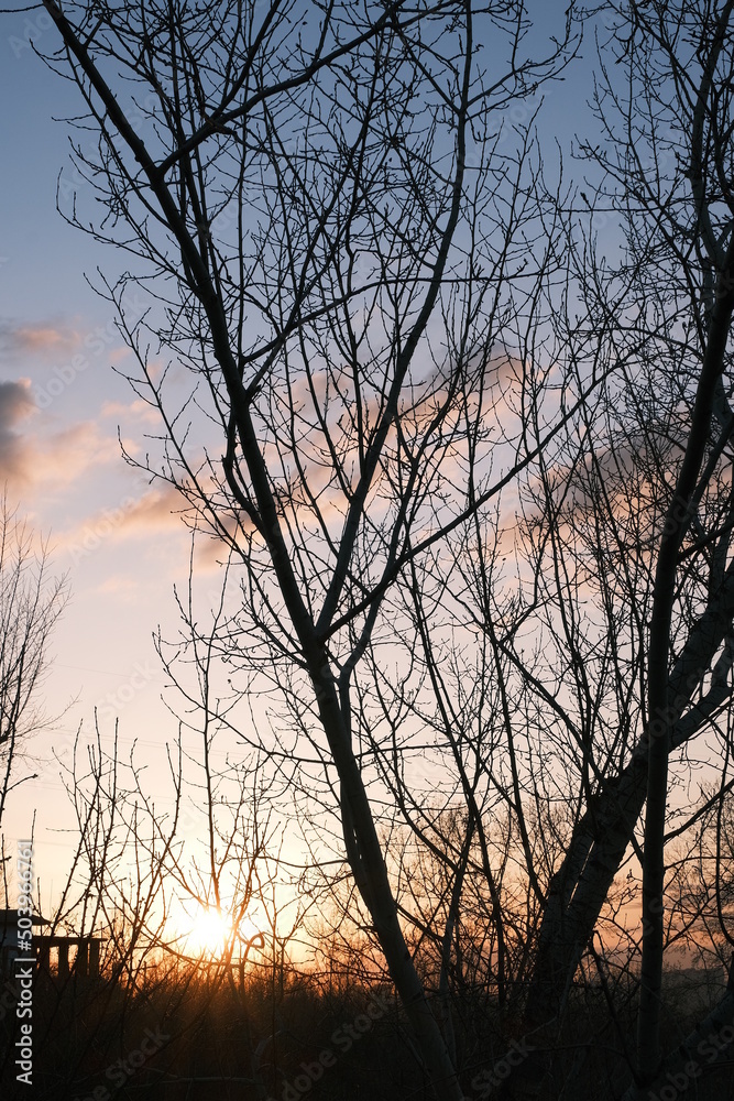 tree branches on the background of a beautiful sunset tree branches on the background of a beautiful sunset