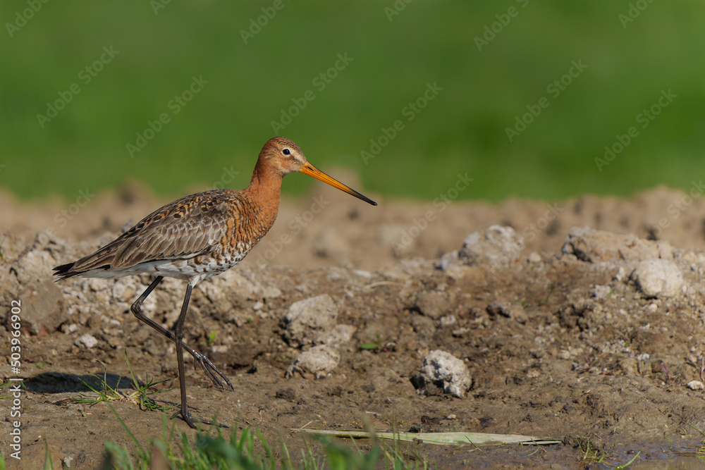 Black-tailed Godwit (Limosa Limosa) searching for food in the meadows in the Netherlands Black-tailed Godwit (Limosa Limosa) searching for food in the meadows in the Netherlands