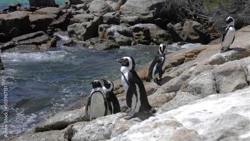 Penguin colony colony at boulders beach in Cape Town, South Africa