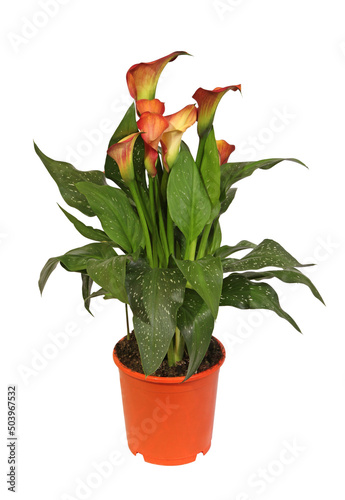 Zantedeschia de couleur orangé	
