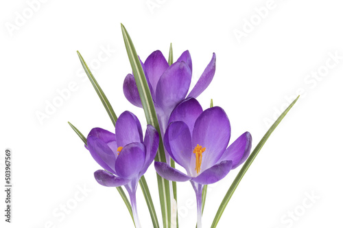 Crocus violets  