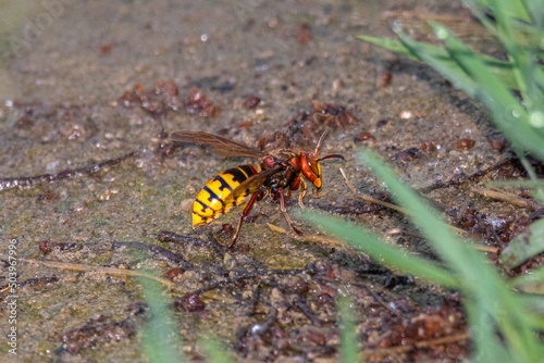 european hornet on the ground