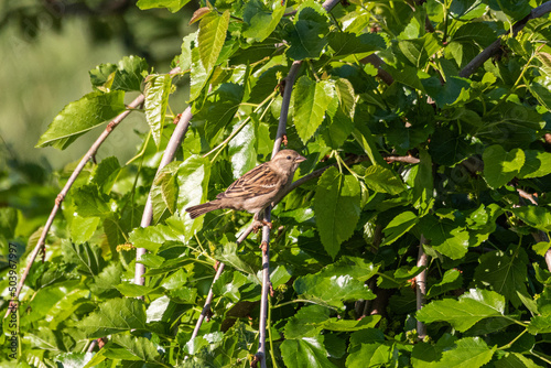 Pale Rockfinch perched on a tree branch photo