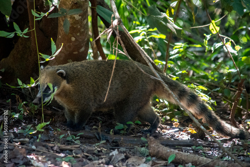 Fotografie Coatí en el Parque Nacional Cataratas del Iguazú
