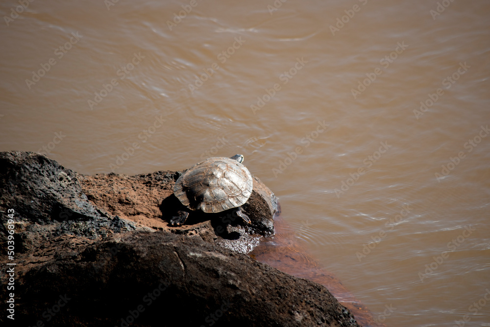 Fototapeta premium Tortuga en el Río Iguazú