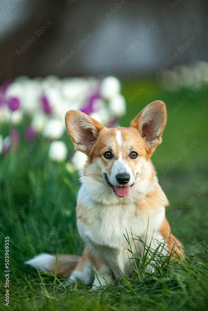 
Corgi sits in tulips 