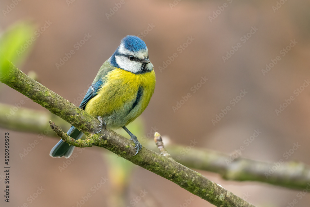 Eurasian blue tit (Cyanistes caeruleus) portrait. Cute British garden bird. 