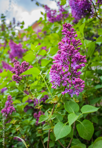 Branch of beautiful lilac flowers 