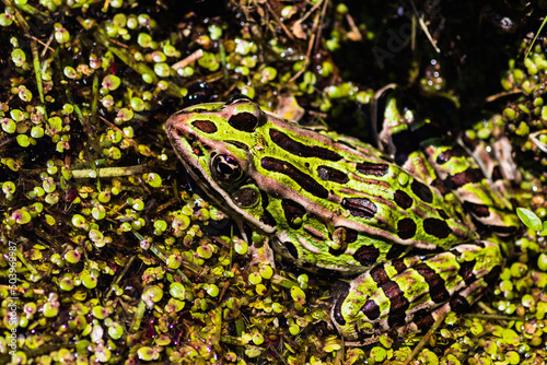Northern leopard frog - Wild life. Close-up photo
