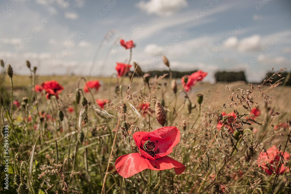 Naklejka premium Poppy field in summer