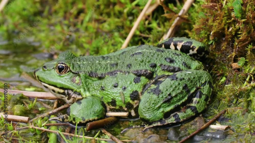 Close up of Marsh Frog resting in a Pond Close up of Marsh Frog resting in a Pond
