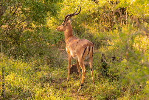 Impala im Naturreservat Hluhluwe Nationalpark Südafrika