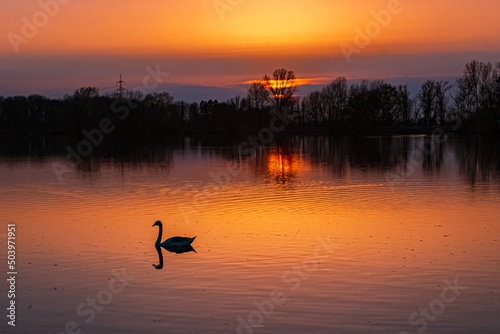 Beautiful sunset with reflections and swan silhouettes near Plattling, Isar, Bavaria, Germany
