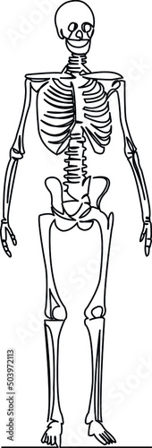 skeleton