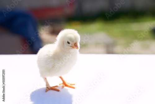 Obraz na płótnie Cute little chicken on a sunny spring day outdoors w salonie